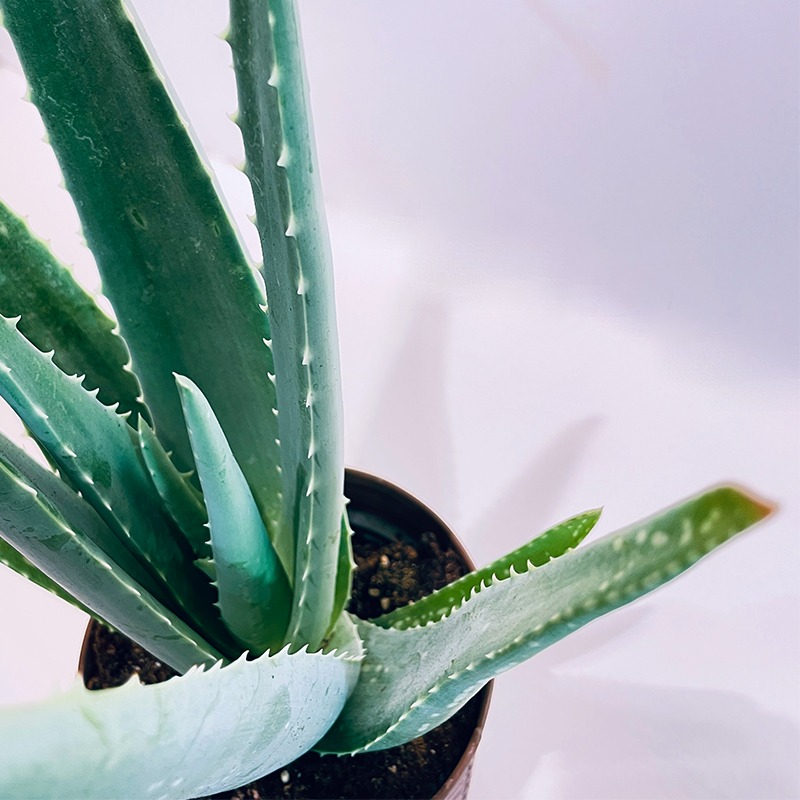 ALOE VERA, plante en ligne