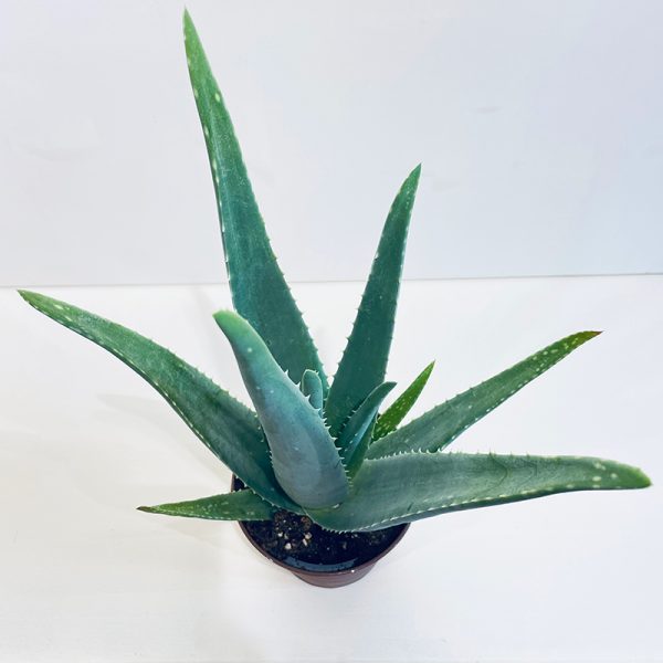 aloe vera plante en pot