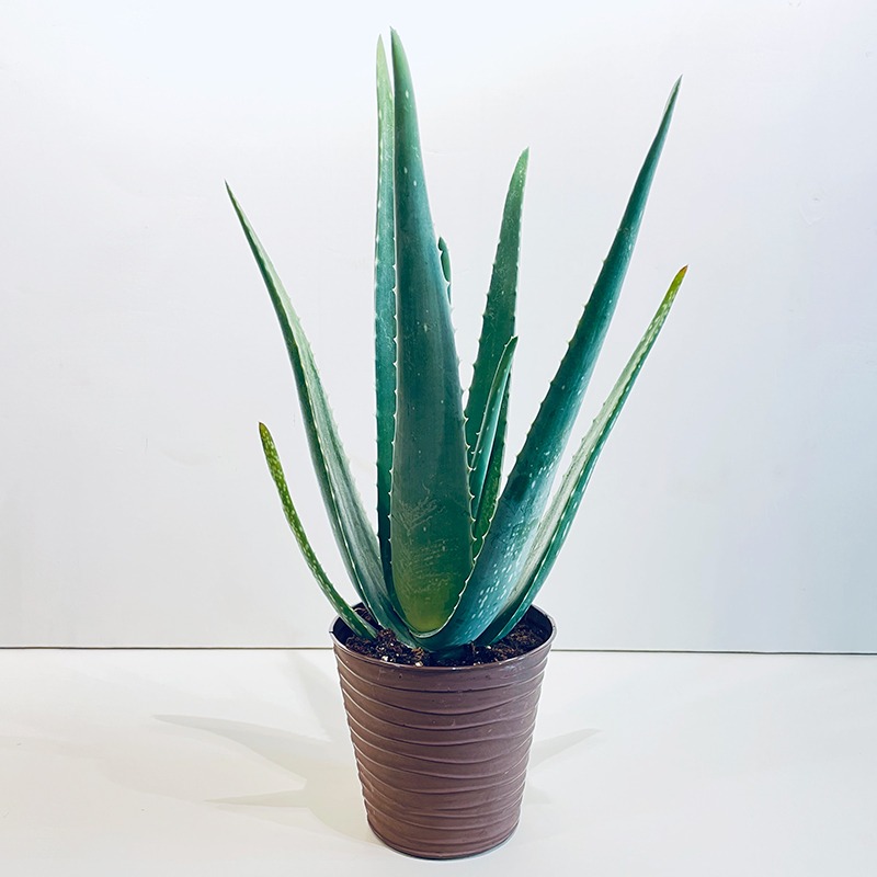 Aloe vera - Plante - Plus de Fleurs