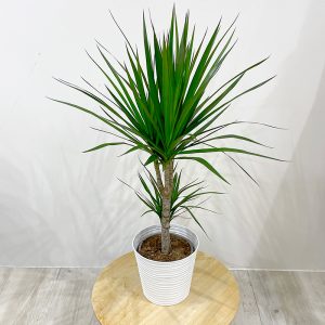 dracaena marginata