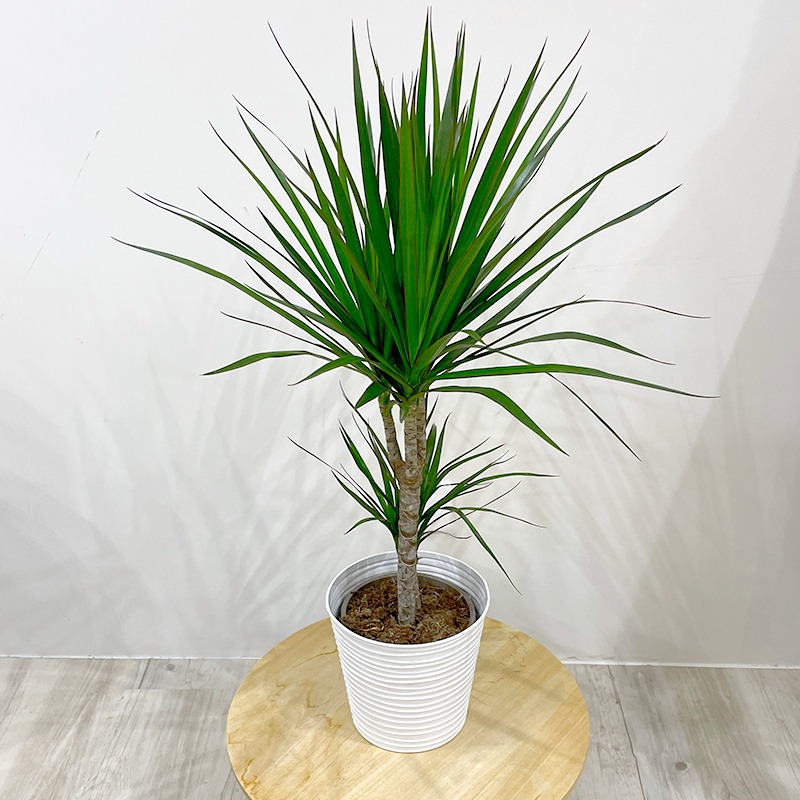 Plante d'intérieur - Dracaena 2 troncs + Pot Blanc - Vente en ligne au  meilleur prix