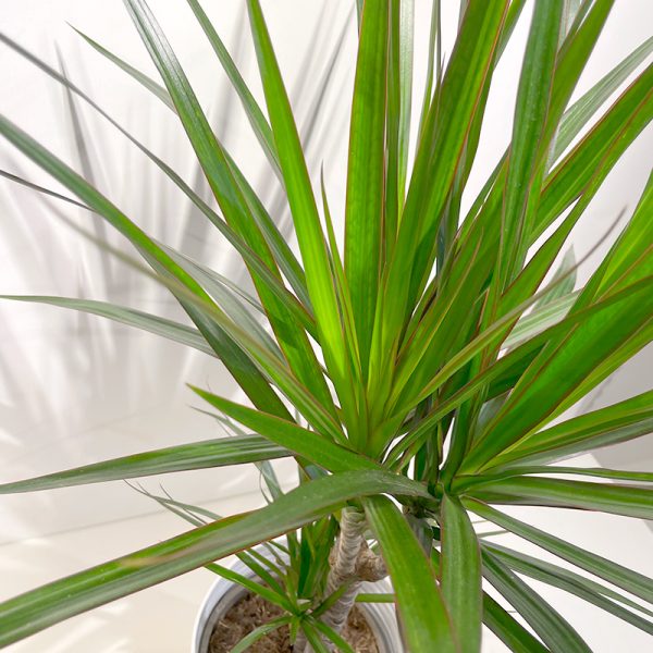 dracaena palmier