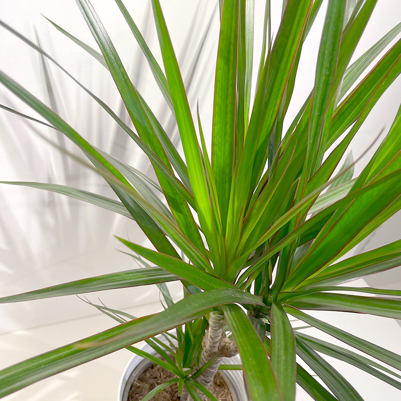 Plante d'intérieur - Dracaena 2 troncs + Pot Blanc - Vente en ligne au  meilleur prix