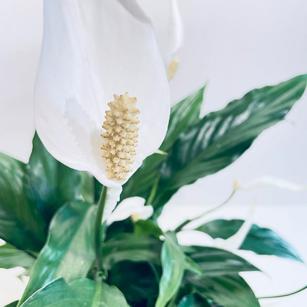 fleur de Spathiphyllum