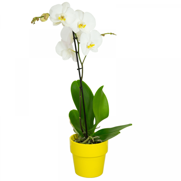 orchidee-phalaenopsis-blanche (4)