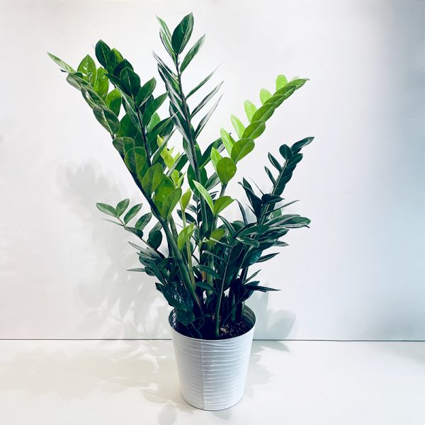 zamioculcas