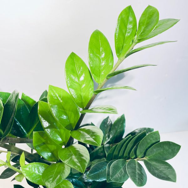 zamioculcas succulente