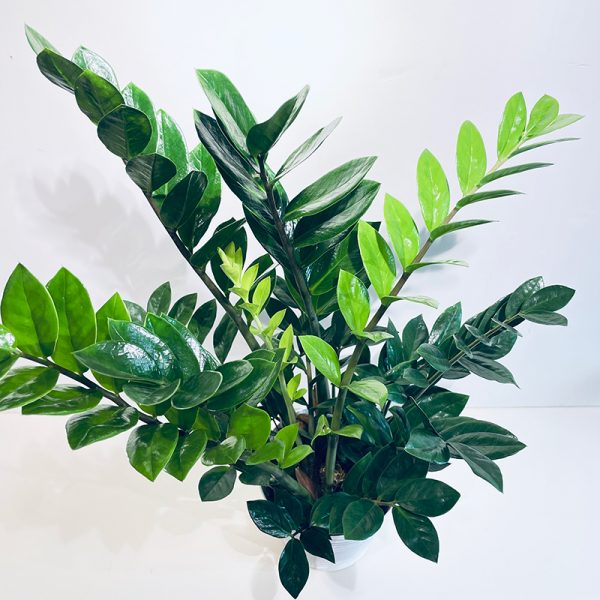 zamioculcas plante en pot