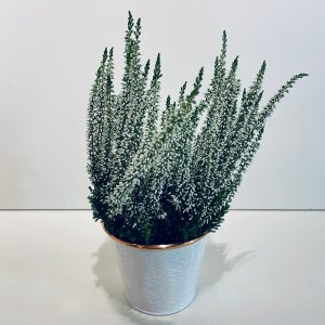 bruyère blanche à livrer