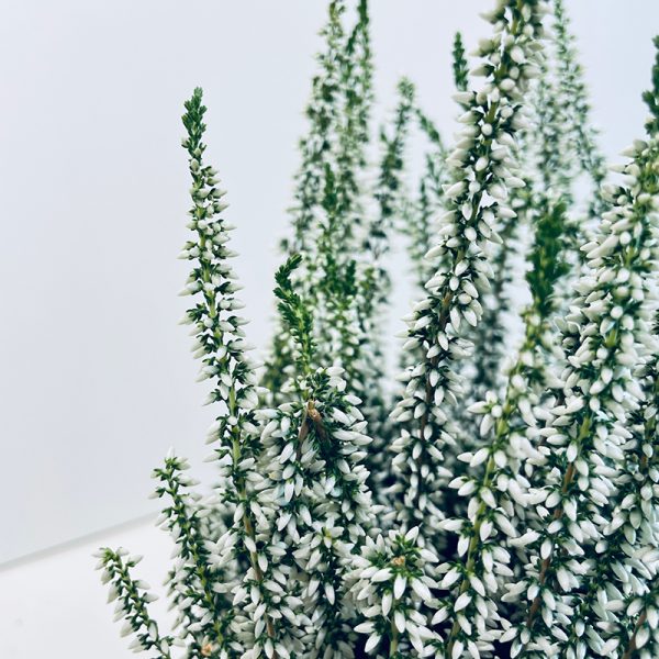bruyère blanche plante