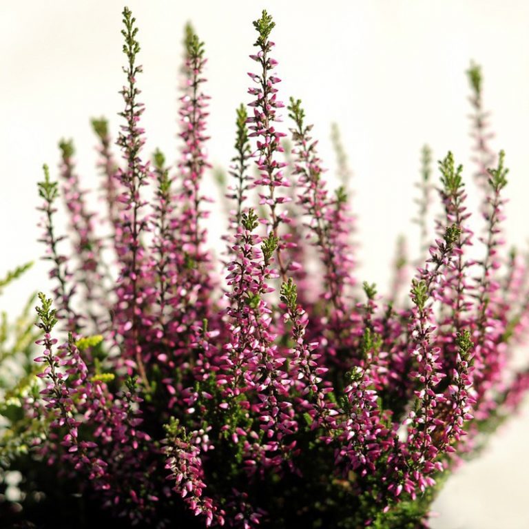 livraison de bruyère rose en fleurs