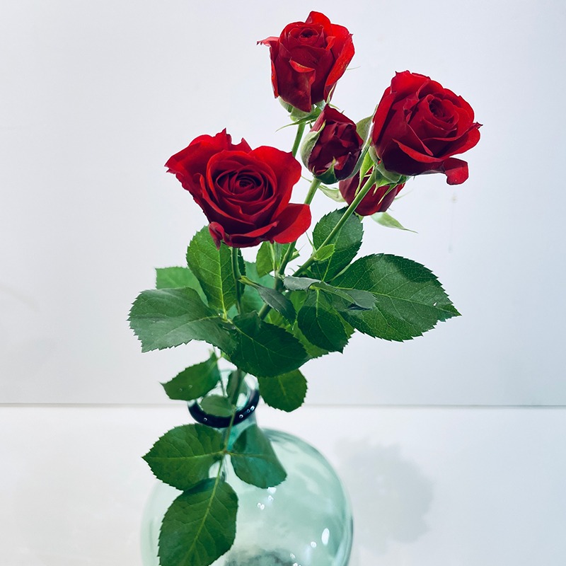 Roses branchues - Rouge - Plus de Fleurs
