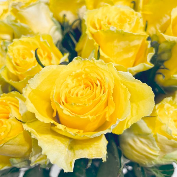 symphonie de roses jaunes bouton