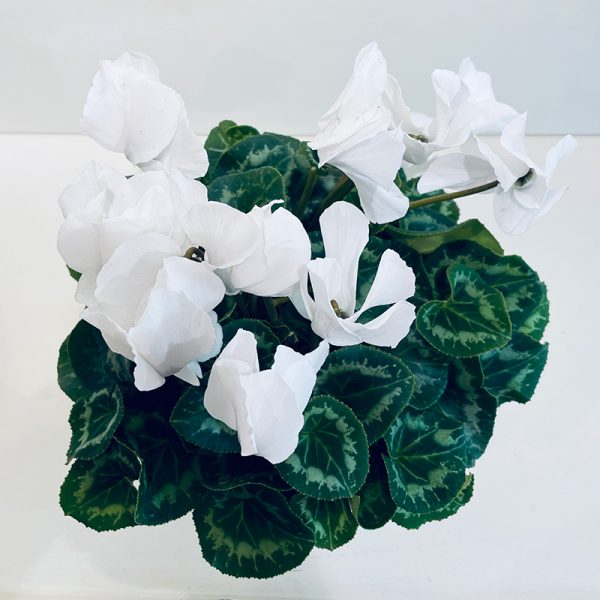 Cyclamen blanc fleurs