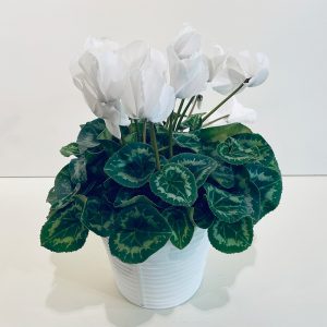 Cyclamen blanc en pot