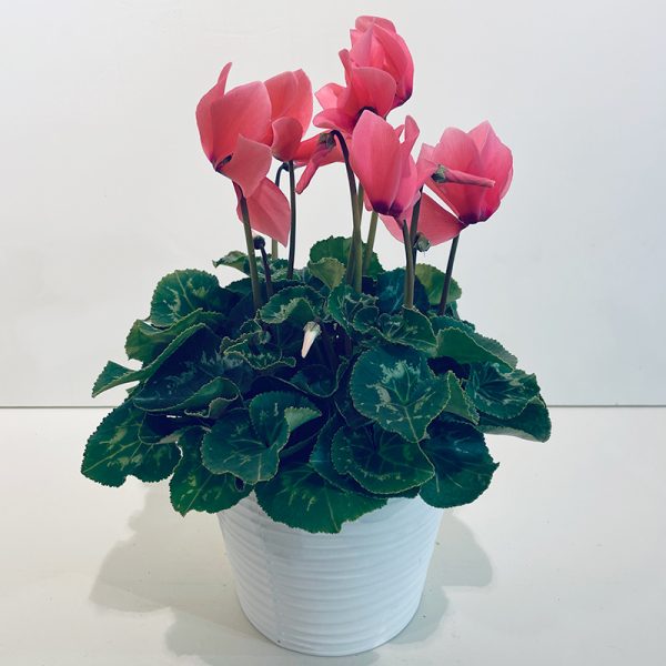 Cyclamen rose