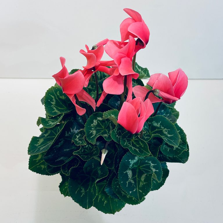 Cyclamen rose en pot