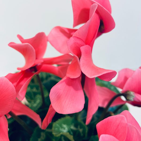 Cyclamen rose fleurs