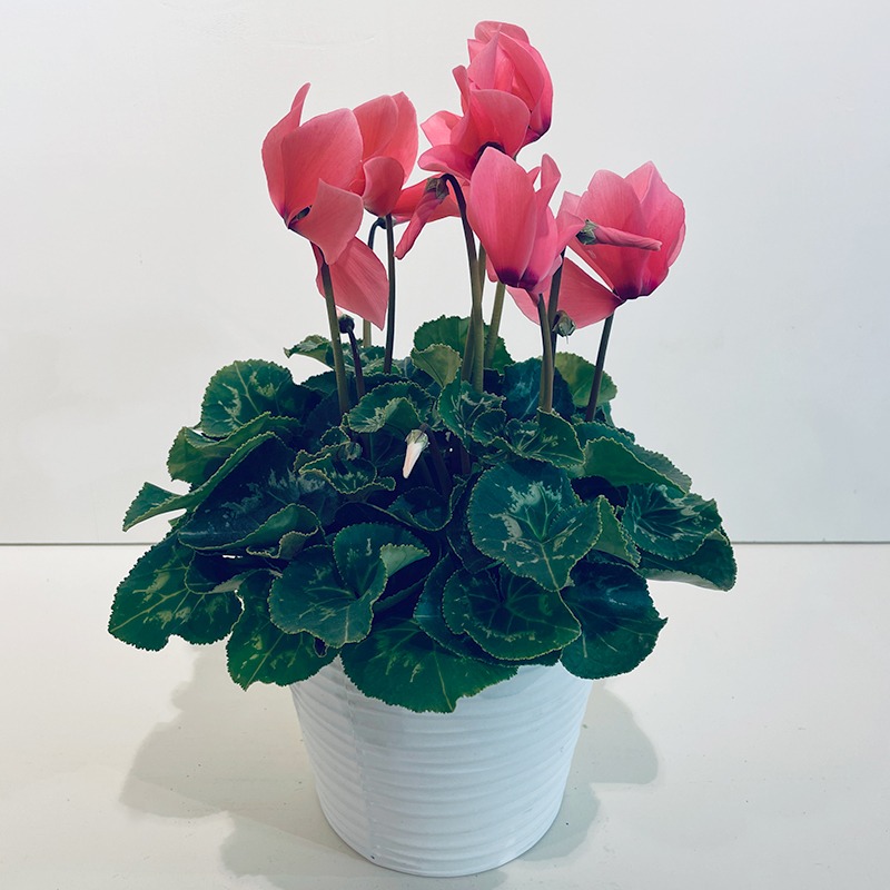 Cyclamen rose – Plante
