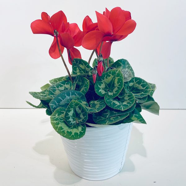 Cyclamen rouge