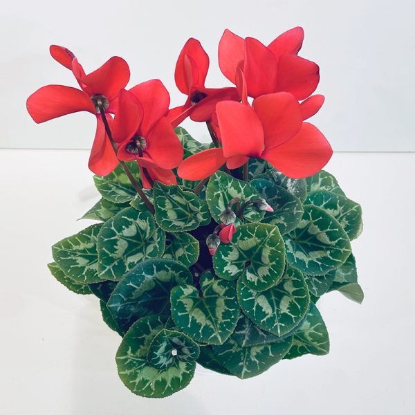 Cyclamen rouge en pot