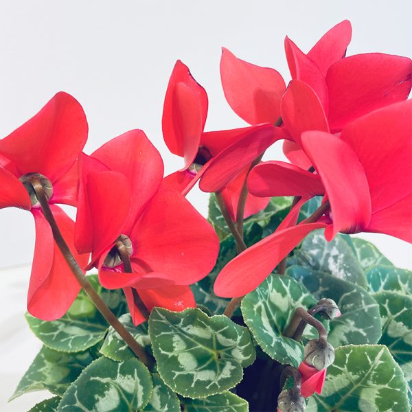 Cyclamen rouge fleurs