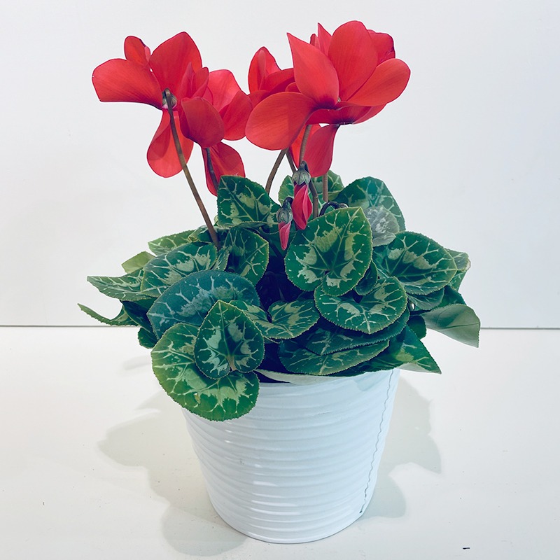 Cyclamen rouge – Plante