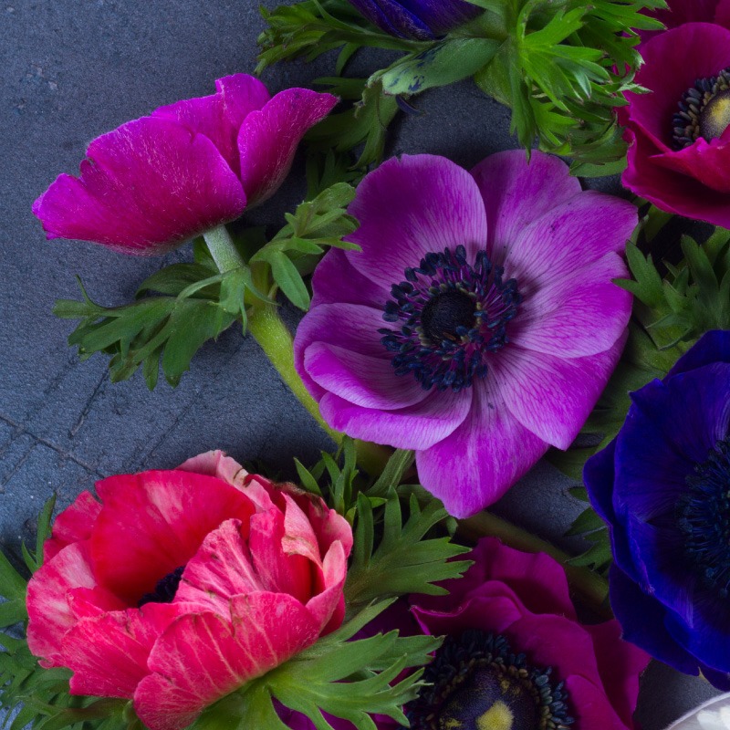 Bouquet d'Anémones multicolores - Plus de Fleurs