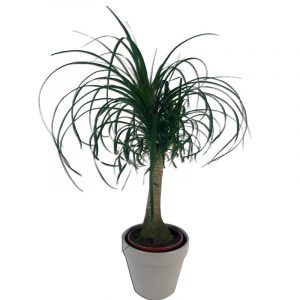 beaucarnea