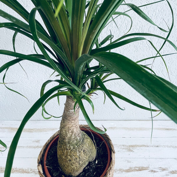 beaucarnea plante intérieur