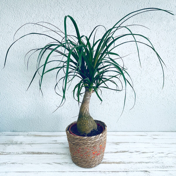 beaucarnea plante intérieur