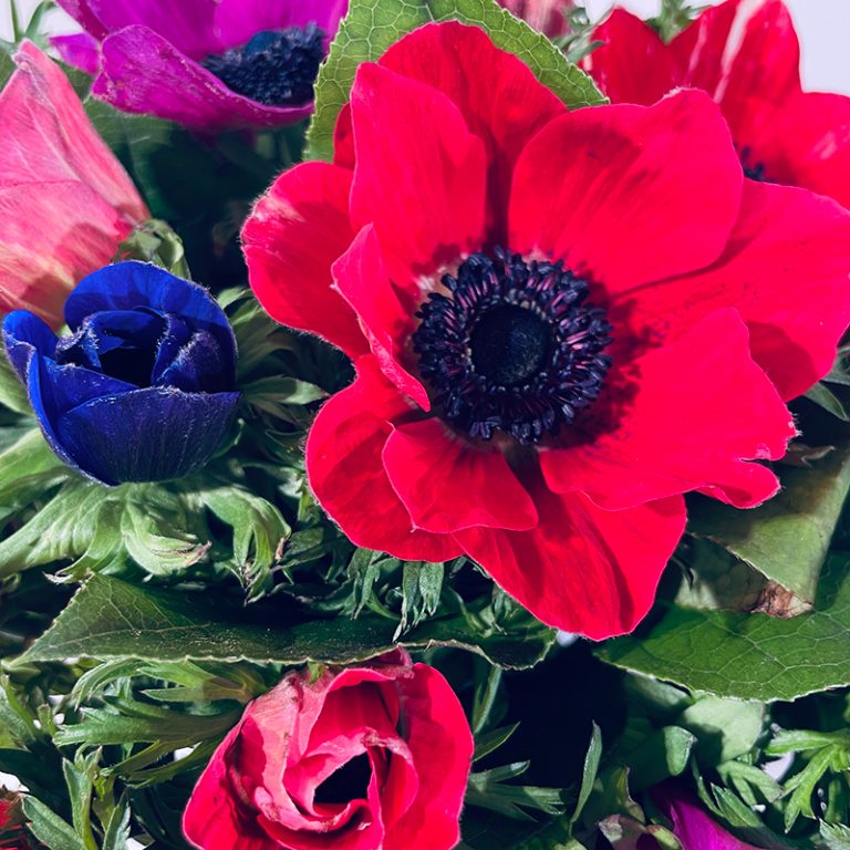 Livraison de bouquet d'anémones multicolores