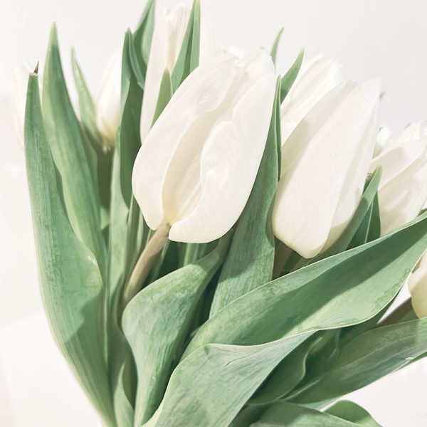 bouquet de tulipes blanches