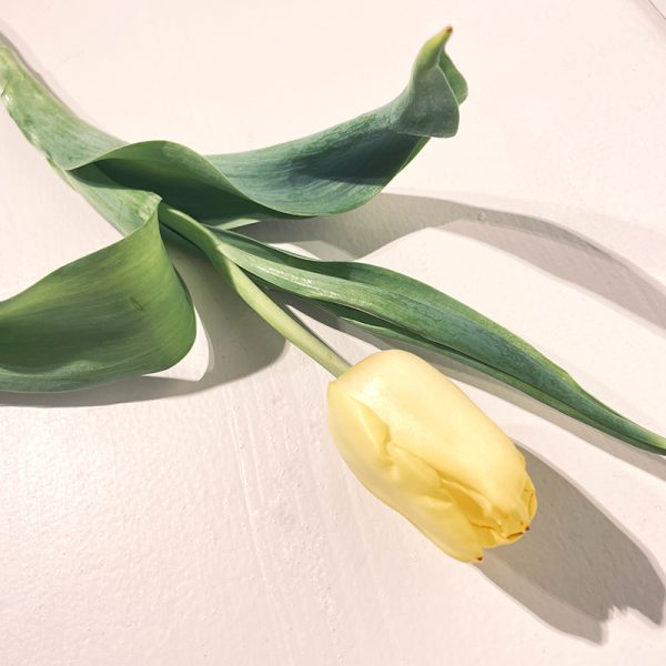 bouquet de Tulipes jaunes coupées