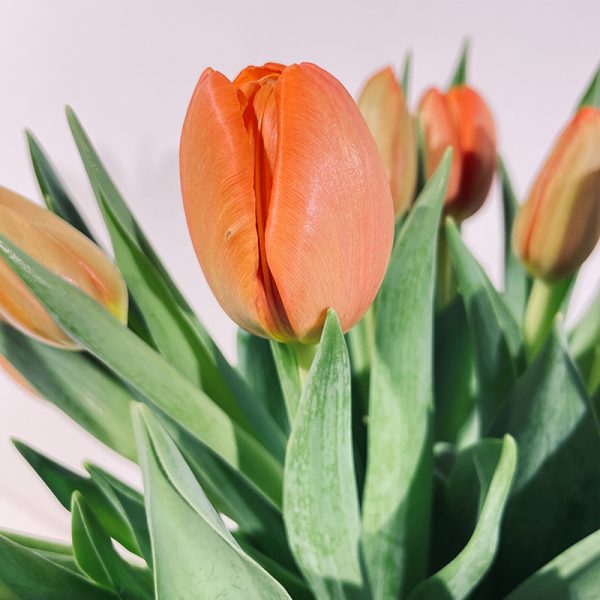 bouquet de tulipes oranges fleuries