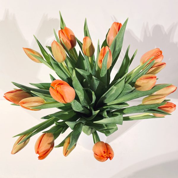 bouquet de tulipes oranges fleuries