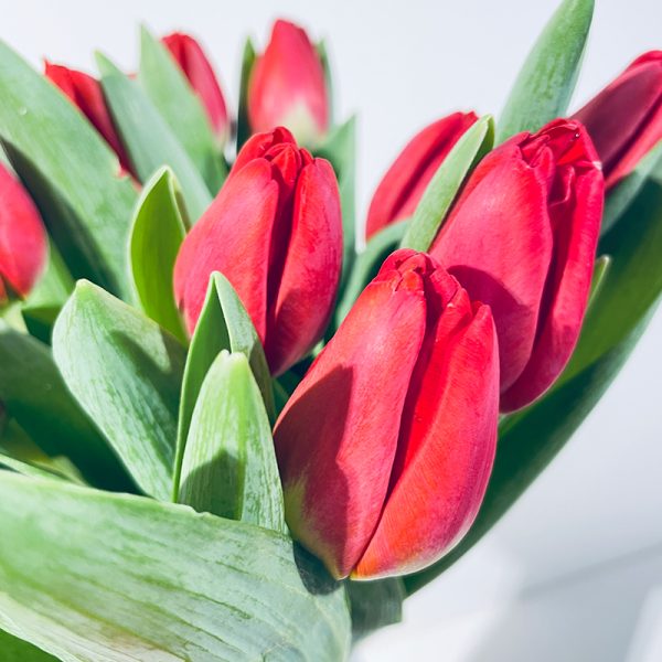bouquet de fleurs de tulipes rouges amour sans rose