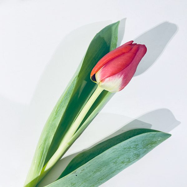 bouquet de fleurs de tulipes rouges amour sans rose