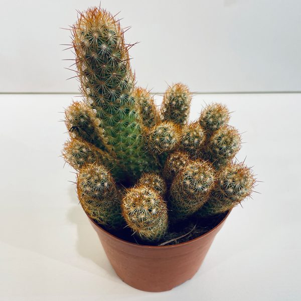 cactus finger en pot