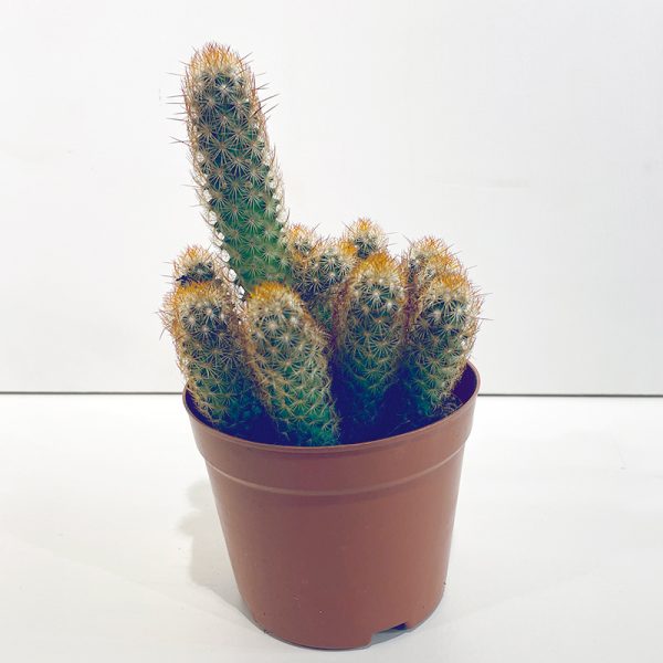 cactus finger en pot