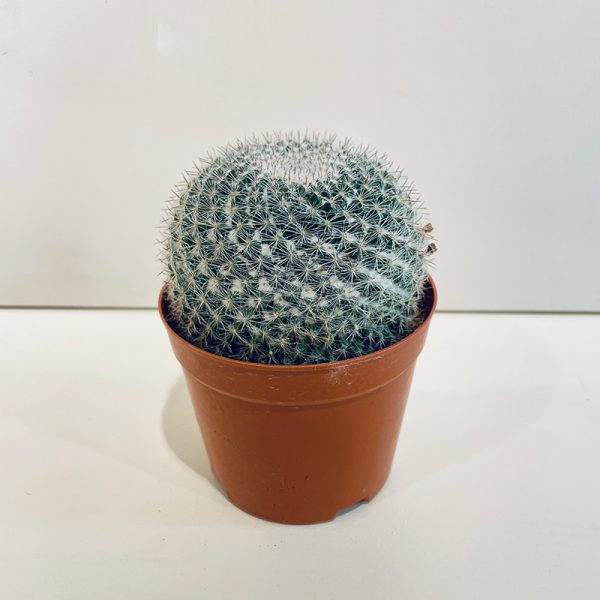 cactus echinocactus boule