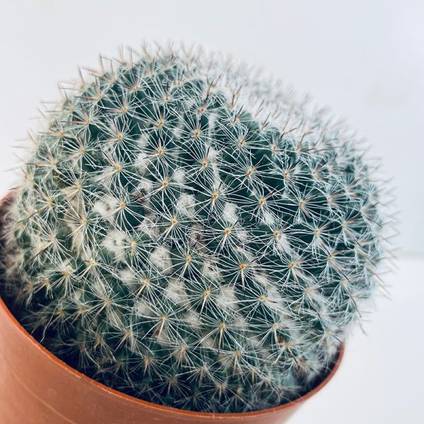 cactus echinocactus boule