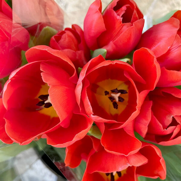 coeur de tulipe rouge