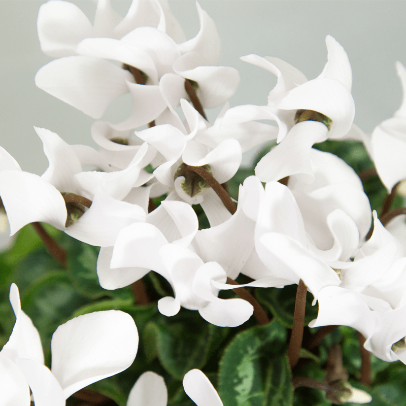 Cyclamen blanc fleurs