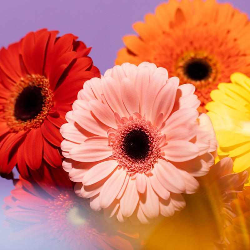 Geminis gerberas multicolores Pâques