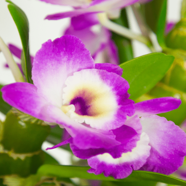orchidee-dendrobium-mauve (1)