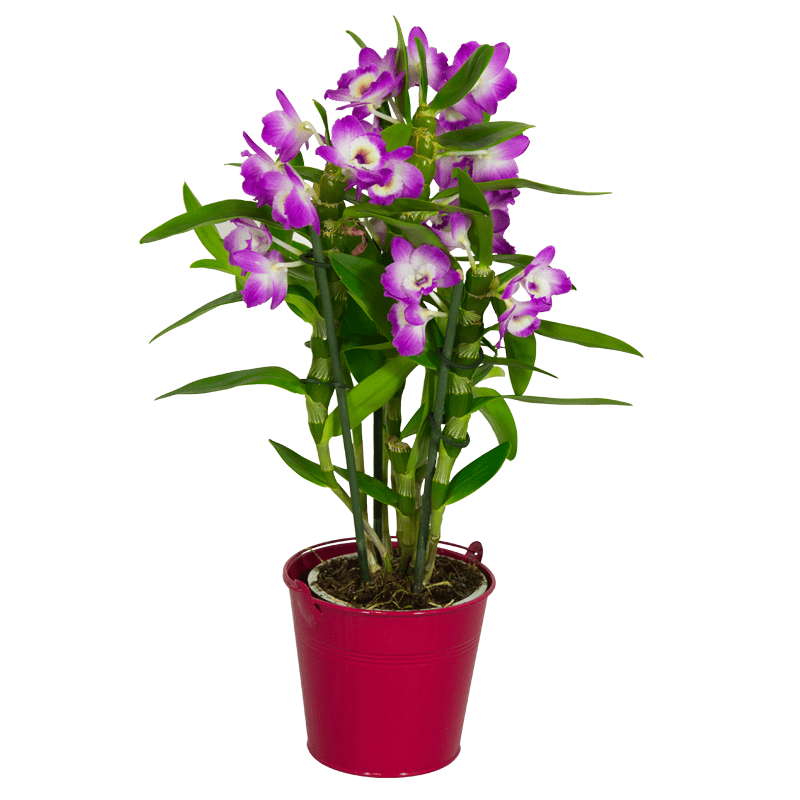 Orchidée Dendrobium Mauve - Plante - Plus de Fleurs