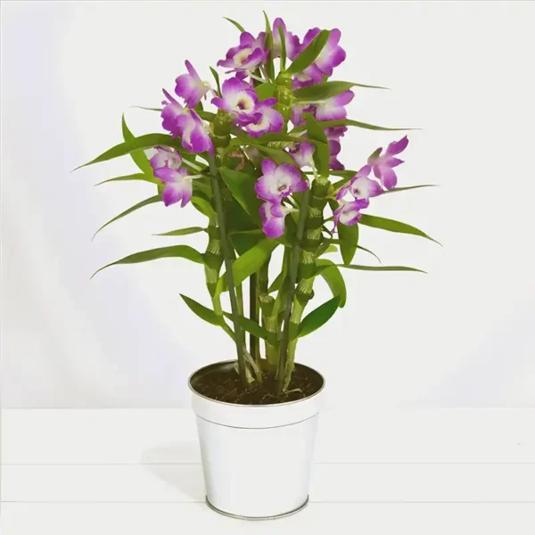 orchidée dendrobium rose