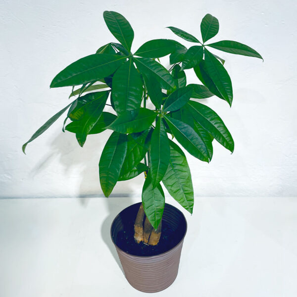 pachira en pot plante tropicale d'intérieur