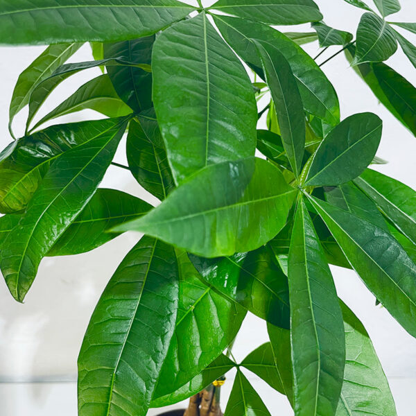 pachira en pot plante tropicale d'intérieur
